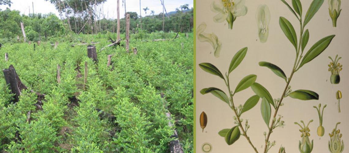 Coca Fields in South America.jpg